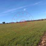 Eskişehir Seyitgazi Sarıcailyas Köyü Milli Emlak'tan Satılık 1.378,22 m2 Tarla