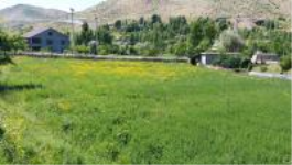 Bitlis Merkez Kireçtaşı (Perhant) Köyü Milli Emlak'tan Satılık 1.448,00 m2 Tarla