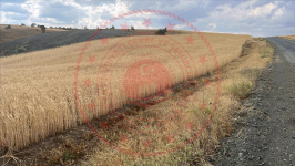 Çorum Alaca Yüksekyayla Köyü Milli Emlak'tan Satılık 3.397,74 m2 Tarla