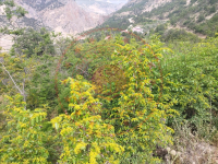 Artvin Ardanuç Ferhatlı Köyü Milli Emlak'tan Satılık 823,31 m2 Tarla