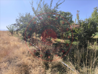 Bingöl Merkez Çeltiksuyu Köyü Milli Emlak'tan Satılık 204,97 m2 Tarla