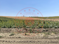 Edirne Uzunköprü Turnacı Köyü Milli Emlak'tan Satılık 776,65 m2 Tarla