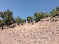 Malatya Hekimhan Dereköy Köyü Milli Emlak'tan Satılık 255,71 m2 Tarla