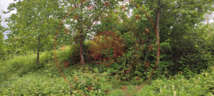 Bartın Merkez Sipahiler Köyü Milli Emlak'tan Satılık 310,69 m2 Tarla