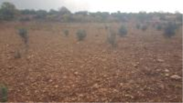Gaziantep Şahinbey Kürüm Köyü Milli Emlak'tan Satılık 5.163,72 m2 Tarla