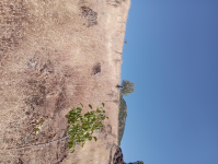 Malatya Hekimhan Dereköy Köyü Milli Emlak'tan Satılık 940,49 m2 Tarla