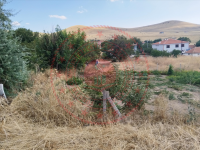 Ankara Evren İbrahimbeyli Köyü Milli Emlak'tan Satılık 365,91 m2 Tarla