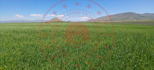 Ağrı Hamur Tükenmez Köyü Milli Emlak'tan Satılık 10.668,41 m2 Tarla