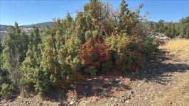 Burdur Merkez Kavacık Köyü Milli Emlak'tan Satılık 2.588,29 m2 Tarla