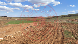 Mardin Midyat Söğütlü - Yeni Mahallesi Milli Emlak'tan Satılık 5.172,04 m2 Tarla