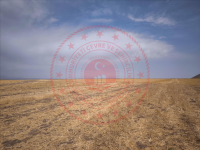 Ağrı Hamur Tükenmez Köyü Milli Emlak'tan Satılık 17.828,18 m2 Tarla