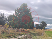 Konya Hüyük Ebulvefa Köyü Milli Emlak'tan Satılık 6.937,33 m2 Tarla