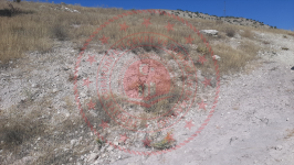 Malatya Hekimhan Haydaroğlu Köyü Milli Emlak'tan Satılık 3.540,37 m2 Tarla