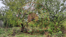 Sakarya Akyazı Şerefiye Köyü Milli Emlak'tan Satılık 107,09 m2 Arsa