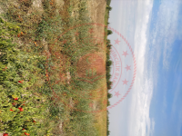 Bursa Mustafakemalpaşa Doğancı Mahallesi Milli Emlak'tan Satılık 1.784,97 m2 Tarla