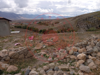 Afyonkarahisar Dinar Göçerli Köyü Milli Emlak'tan Satılık 182,76 m2 Tarla