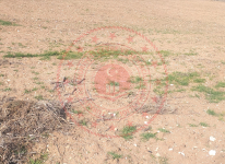 Eskişehir Alpu Söğütçük Mahallesi Milli Emlak'tan Satılık 560,11 m2 Tarla