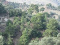 Aydın İncirliova Arpadere Köyü Milli Emlak'tan Satılık 1.622,96 m2 Tarla