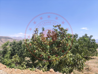 Bitlis Merkez Ağaçdere (Haçukan) Köyü Milli Emlak'tan Satılık 5.185,74 m2 Tarla