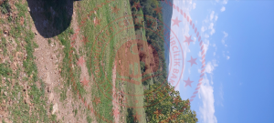 Sinop Boyabat Yazı Köyü Milli Emlak'tan Satılık 917,36 m2 Tarla