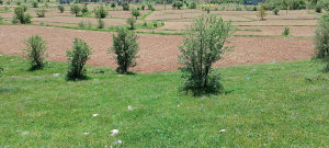 Bitlis Merkez Arıdağ (Kultik) Köyü Milli Emlak'tan Satılık 3.730,80 m2 Tarla