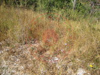 Çankırı Kurşunlu Sarıalan Köyü Milli Emlak'tan Satılık 1.310,13 m2 Tarla