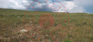 Erzurum Karayazı Aşağı İncesu Köyü Milli Emlak'tan Satılık 7.515,67 m2 Tarla