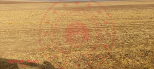 Konya Sarayönü Başhüyük Kasabası Milli Emlak'tan Satılık 11.577,48 m2 Tarla