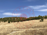 Bingöl Merkez Ekinyolu Köyü Milli Emlak'tan Satılık 796,25 m2 Tarla