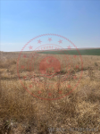 Konya Yunak Çayırbaşı Köyü Milli Emlak'tan Satılık 17.317,66 m2 Tarla