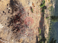 Konya Beyşehir Üzümlü Kasabası Milli Emlak'tan Satılık 1.027,46 m2 Tarla