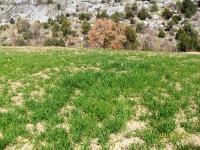Tokat Turhal Hasanlı Köyü Milli Emlak'tan Satılık 603,42 m2 Tarla