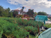 Düzce Merkez Günbaşı Köyü Milli Emlak'tan Satılık 426,40 m2 Tarla