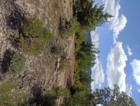 Karaman Ermenek İkizçınar Köyü Milli Emlak'tan Satılık 2.022,48 m2 Tarla