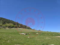 Sinop Durağan Kavaklı Köyü Milli Emlak'tan Satılık 1.562,33 m2 Tarla