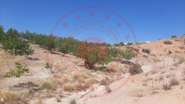 Malatya Hekimhan Haydaroğlu Köyü Milli Emlak'tan Satılık 7.020,81 m2 Tarla