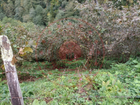 Giresun Merkez Karaali Köyü Milli Emlak'tan Satılık 3.586,97 m2 Tarla