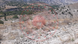 Malatya Hekimhan Haydaroğlu Köyü Milli Emlak'tan Satılık 2.295,46 m2 Tarla