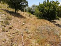 Karaman Merkez Paşabağı Köyü Milli Emlak'tan Satılık 984,59 m2 Tarla