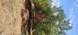 Malatya Kale Kıyıcak Milli Emlak'tan Satılık 558,74 m2 Tarla