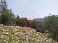 Karaman Merkez Kurucabel Köyü Milli Emlak'tan Satılık 19.709,81 m2 Tarla