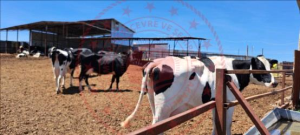 Afyonkarahisar Başmakçı Küllüce Köyü Milli Emlak'tan Satılık 3.073,64 m2 Arsa