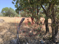 Bingöl Merkez Göltepesi Köyü Milli Emlak'tan Satılık 3.598,18 m2 Tarla