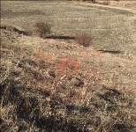 Erzurum Karaçoban Kopal - Bahçeli Mahallesi Milli Emlak'tan Satılık 6.477,05 m2 Tarla