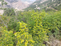 Artvin Ardanuç Ferhatlı Köyü Milli Emlak'tan Satılık 2.097,20 m2 Tarla