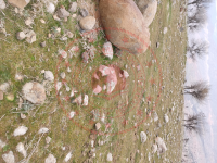 Şırnak Güçlükonak Gümüşyazı Köyü Milli Emlak'tan Satılık 681,25 m2 Tarla