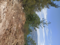 Karaman Ermenek Sarıvadi Köyü Milli Emlak'tan Satılık 1.412,06 m2 Tarla