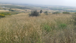 Balıkesir Kepsut Saraç Köyü Milli Emlak'tan Satılık 4.750,00 m2 Tarla