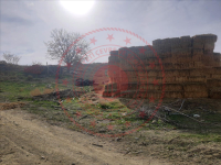 Ankara Kalecik Halfet (beykavağı) Mahallesi Milli Emlak'tan Satılık 1.540,08 m2 Tarla