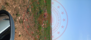 Konya Meram Boruktolu Mahallesi Milli Emlak'tan Satılık 43.220,17 m2 Arsa